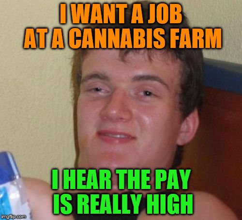 10 Guy | I WANT A JOB AT A CANNABIS FARM; I HEAR THE PAY IS REALLY HIGH | image tagged in memes,10 guy | made w/ Imgflip meme maker