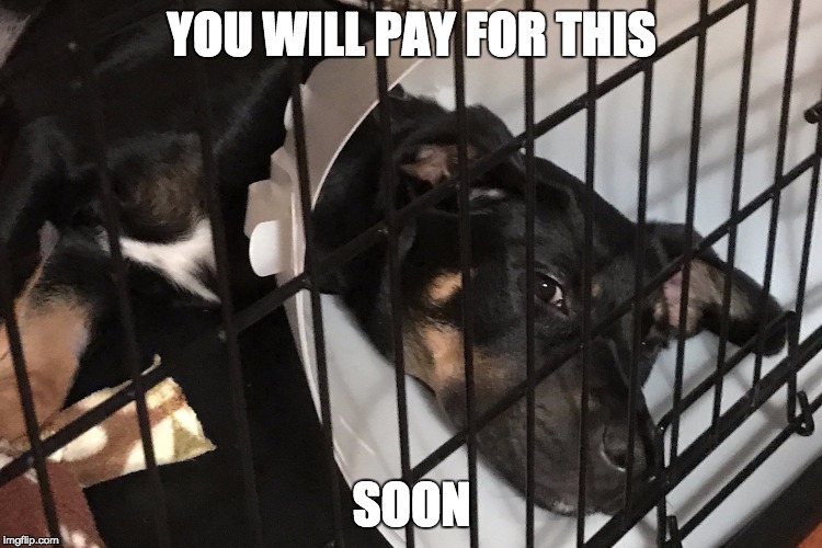 YOU WILL PAY FOR THIS; SOON | image tagged in you will pay for this | made w/ Imgflip meme maker