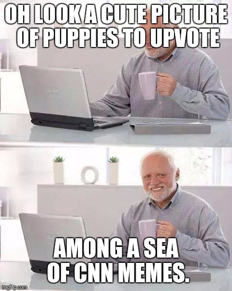 Hide the Pain Harold Meme | OH LOOK A CUTE PICTURE OF PUPPIES TO UPVOTE; AMONG A SEA OF CNN MEMES. | image tagged in memes,hide the pain harold | made w/ Imgflip meme maker