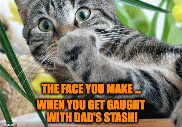 That Face part two | THE FACE YOU MAKE ... WHEN YOU GET GAUGHT WITH DAD'S STASH! | image tagged in shocked kitty | made w/ Imgflip meme maker