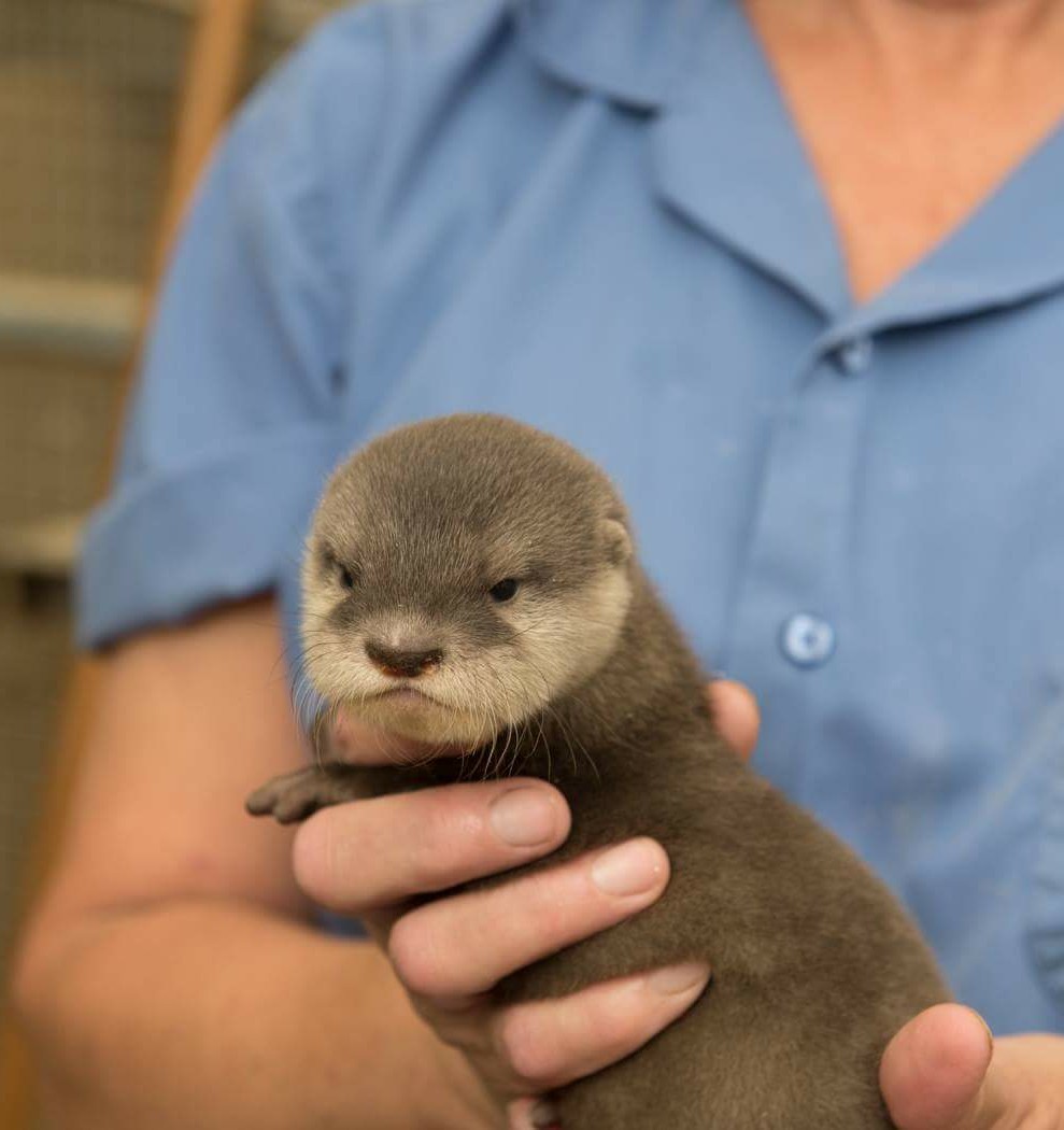 High Quality Angry otter Blank Meme Template