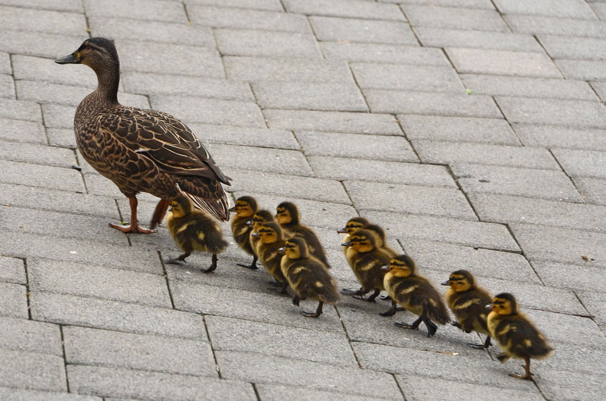 baby ducks Blank Meme Template