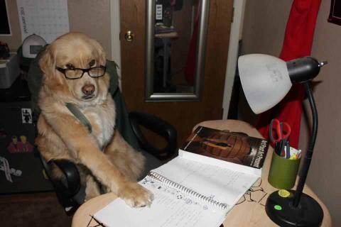 High Quality Accountant Dog Blank Meme Template
