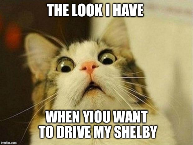 Scared Cat Meme | THE LOOK I HAVE; WHEN YIOU WANT TO DRIVE MY SHELBY | image tagged in memes,scared cat | made w/ Imgflip meme maker