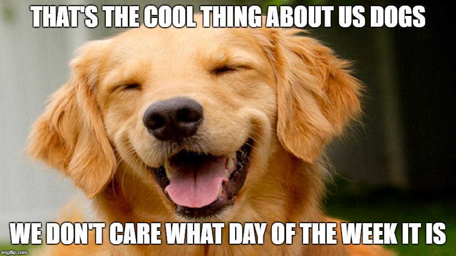 smiling dog | THAT'S THE COOL THING ABOUT US DOGS WE DON'T CARE WHAT DAY OF THE WEEK IT IS | image tagged in smiling dog | made w/ Imgflip meme maker