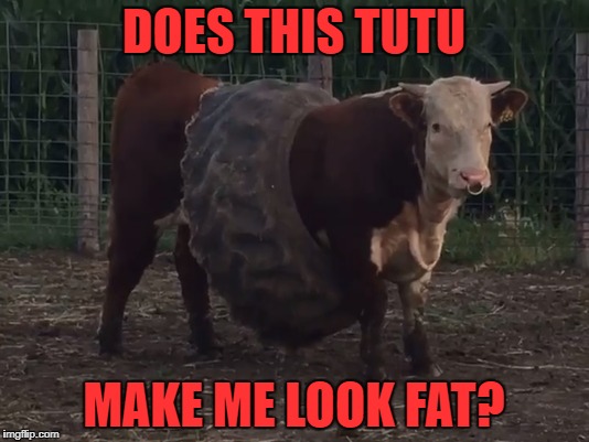 Somewhere on a farm in Iowa | DOES THIS TUTU; MAKE ME LOOK FAT? | image tagged in bull,tractor | made w/ Imgflip meme maker