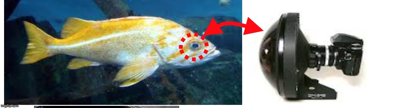 Fisheye lens | image tagged in curvature proof,nikkon,camera,fisheye,flat earth | made w/ Imgflip meme maker