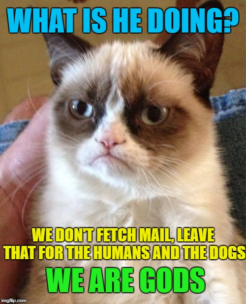 Grumpy Cat Meme | WHAT IS HE DOING? WE DON'T FETCH MAIL, LEAVE THAT FOR THE HUMANS AND THE DOGS WE ARE GODS | image tagged in memes,grumpy cat | made w/ Imgflip meme maker