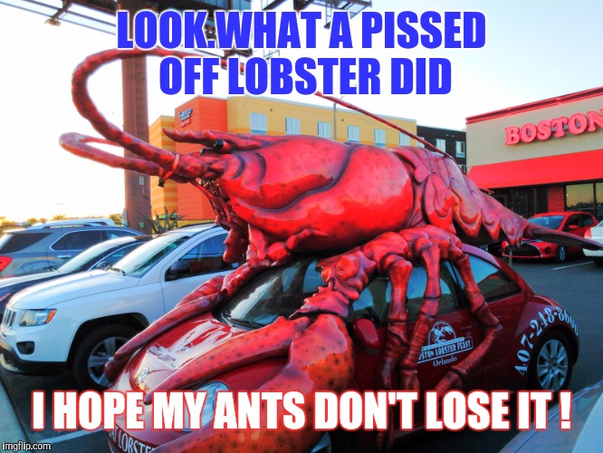 Memes | LOOK.WHAT A PISSED OFF LOBSTER DID I HOPE MY ANTS DON'T LOSE IT ! | image tagged in memes | made w/ Imgflip meme maker