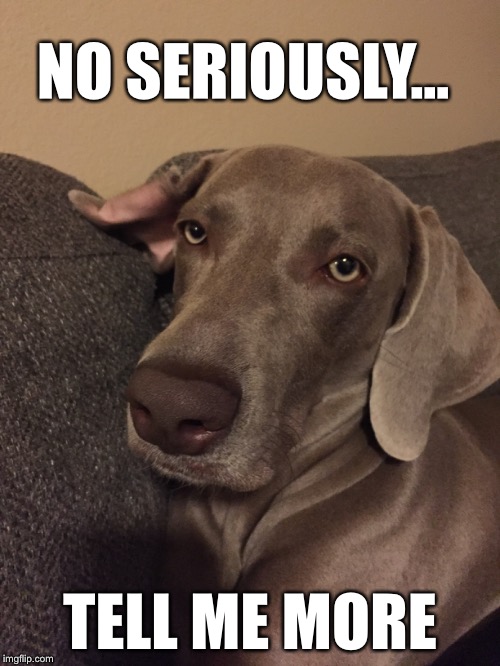 No seriously...tell me more | NO SERIOUSLY... TELL ME MORE | image tagged in seriously face,weimaraner,tell me more,seriously | made w/ Imgflip meme maker