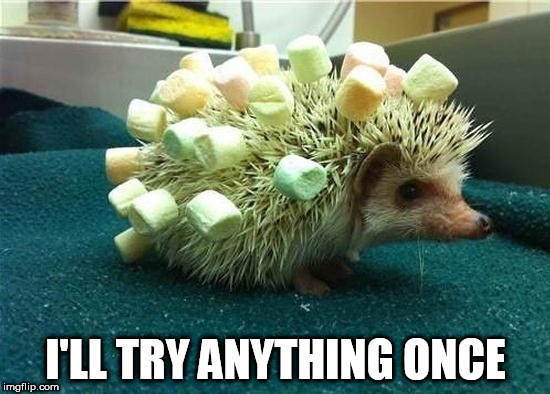 I'LL TRY ANYTHING ONCE | image tagged in mallow hedge pig | made w/ Imgflip meme maker