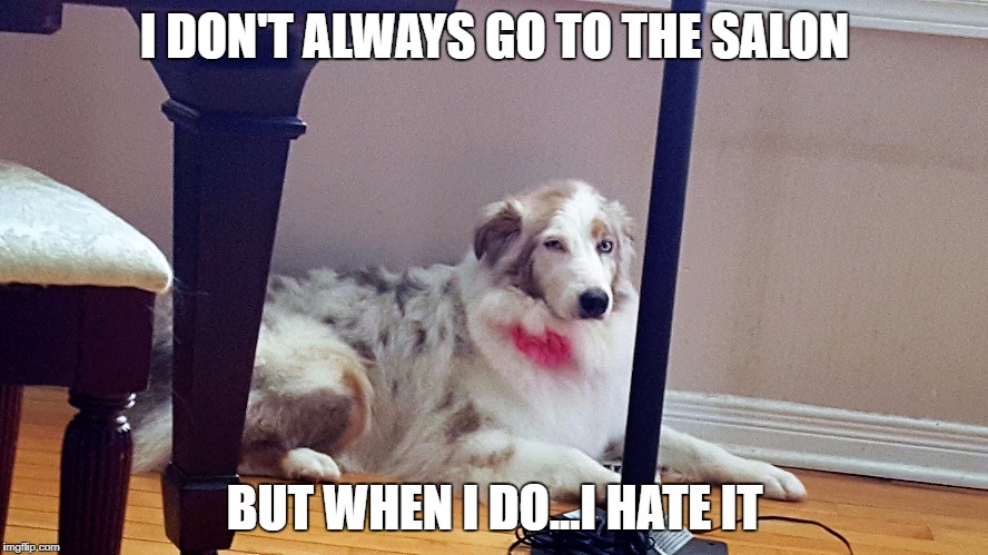 Dog Salon | I DON'T ALWAYS GO TO THE SALON; BUT WHEN I DO...I HATE IT | image tagged in dog memes | made w/ Imgflip meme maker