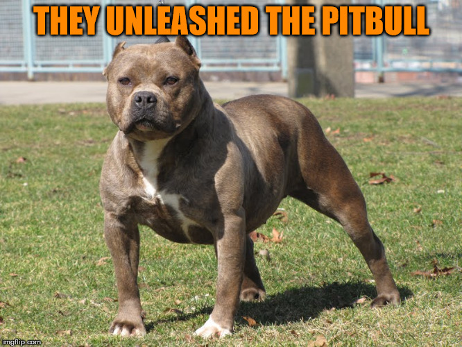 THEY UNLEASHED THE PITBULL | made w/ Imgflip meme maker