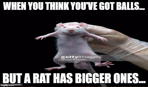 I have balls!!!! | WHEN YOU THINK YOU'VE GOT BALLS... BUT A RAT HAS BIGGER ONES... | image tagged in funny memes,rats,balls | made w/ Imgflip meme maker