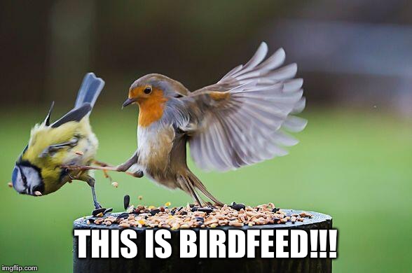 O-O | THIS IS BIRDFEED!!! | image tagged in this is sparta | made w/ Imgflip meme maker