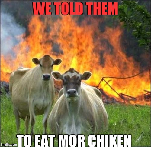 Evil Cows Meme | WE TOLD THEM; TO EAT MOR CHIKEN | image tagged in memes,evil cows | made w/ Imgflip meme maker