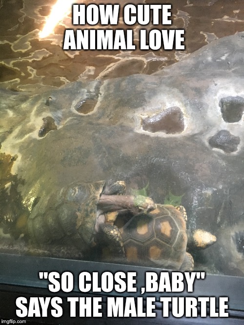 Turtle time | HOW CUTE ANIMAL LOVE; "SO CLOSE ,BABY" SAYS THE MALE TURTLE | image tagged in turtle,memes,sex,animal | made w/ Imgflip meme maker