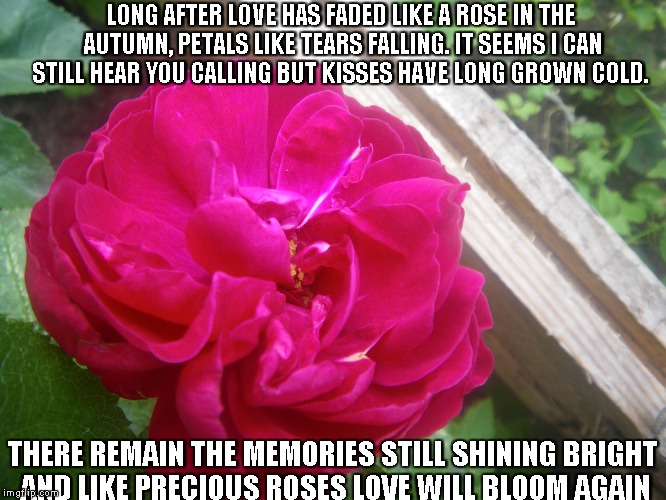 Like a Rose | LONG AFTER LOVE HAS FADED LIKE A ROSE IN THE AUTUMN, PETALS LIKE TEARS FALLING.
IT SEEMS I CAN STILL HEAR YOU CALLING BUT KISSES HAVE LONG GROWN COLD. THERE REMAIN THE MEMORIES STILL SHINING BRIGHT AND LIKE PRECIOUS ROSES LOVE WILL BLOOM AGAIN | image tagged in roses,love,kisses,memories | made w/ Imgflip meme maker