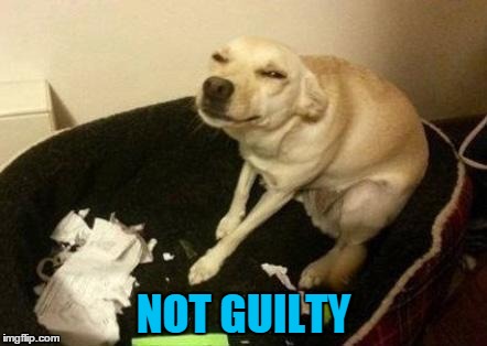 NOT GUILTY | made w/ Imgflip meme maker