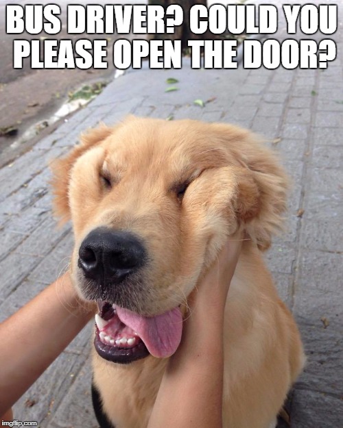 Bus Driver Joke | BUS DRIVER? COULD YOU PLEASE OPEN THE DOOR? | image tagged in dogs,funny dogs,funny animals,funny memes,old jokes | made w/ Imgflip meme maker