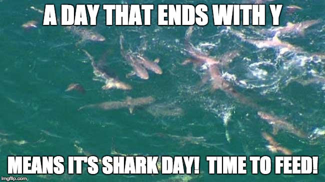 Shark Frenzy!  | A DAY THAT ENDS WITH Y; MEANS IT'S SHARK DAY!  TIME TO FEED! | image tagged in shark frenzy | made w/ Imgflip meme maker