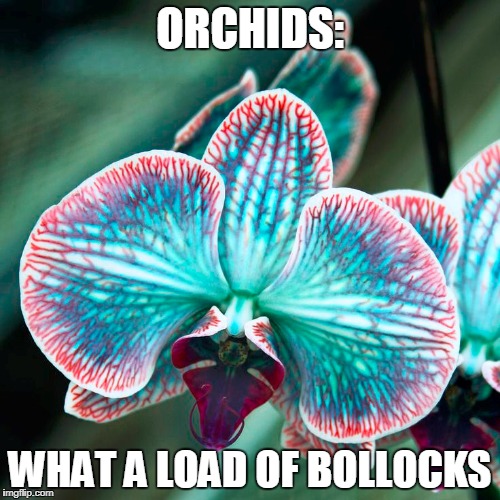 Orchids | ORCHIDS:; WHAT A LOAD OF BOLLOCKS | image tagged in botany,names,orchid,joke | made w/ Imgflip meme maker
