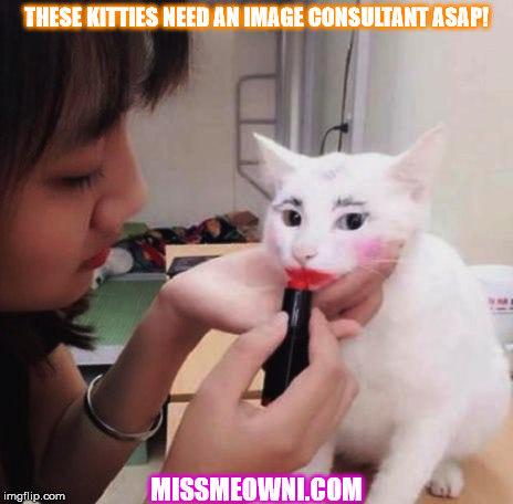 THESE KITTIES NEED AN IMAGE CONSULTANT ASAP! MISSMEOWNI.COM | image tagged in cat,funny cat memes | made w/ Imgflip meme maker