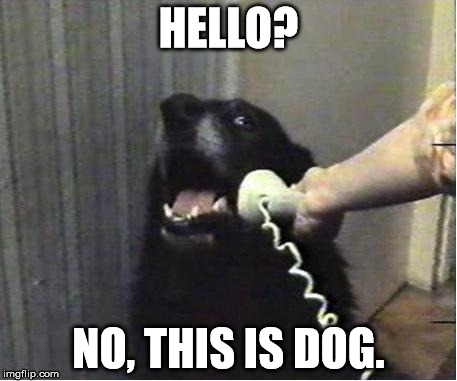Yes this is dog | HELLO? NO, THIS IS DOG. | image tagged in yes this is dog | made w/ Imgflip meme maker