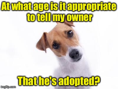 You were adopted by the dog |  At what age is it appropriate to tell my owner; That he's adopted? | image tagged in confused dog,memes,adopted,dog | made w/ Imgflip meme maker