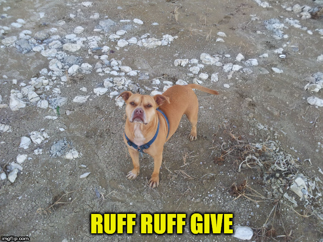 RUFF RUFF GIVE | image tagged in ruff ruff give | made w/ Imgflip meme maker