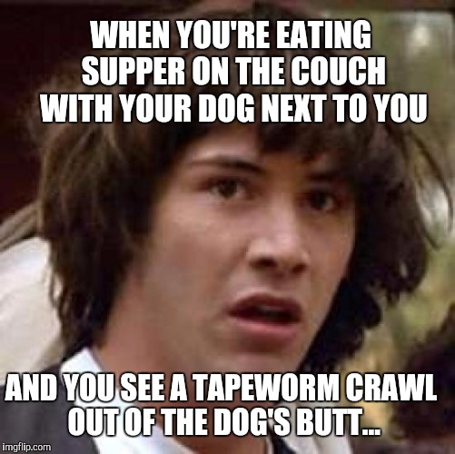 Not the best thing to see as you're eating.  Needless to say I'm headed to PetSmart to get some worm meds.  Poor doggy  | WHEN YOU'RE EATING SUPPER ON THE COUCH WITH YOUR DOG NEXT TO YOU; AND YOU SEE A TAPEWORM CRAWL OUT OF THE DOG'S BUTT... | image tagged in memes,conspiracy keanu,jbmemegeek,dogs,gross,tapeworms | made w/ Imgflip meme maker