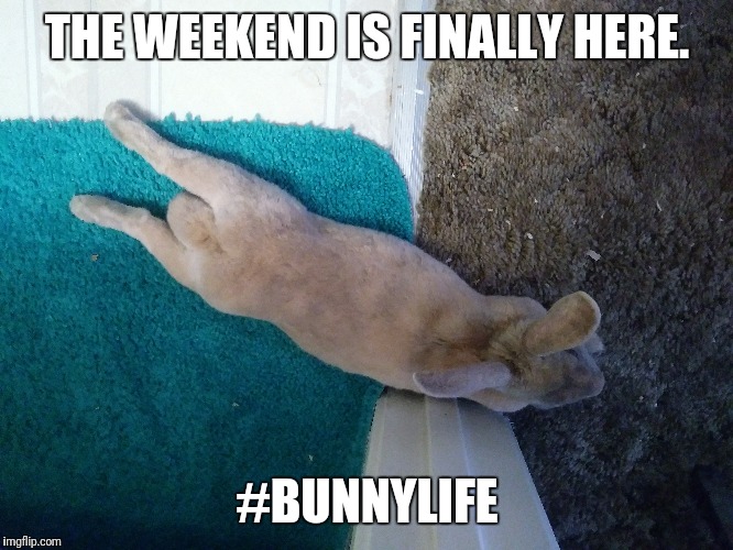 THE WEEKEND IS FINALLY HERE. #BUNNYLIFE | image tagged in weekend,bunny | made w/ Imgflip meme maker