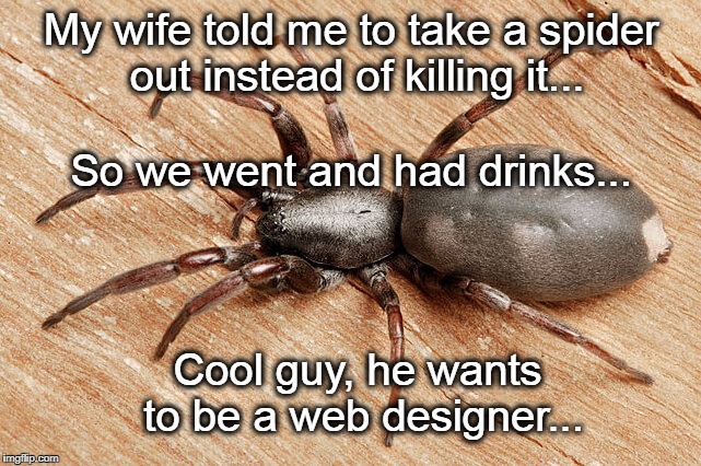 My wife told me to... | My wife told me to take a spider out instead of killing it... So we went and had drinks... Cool guy, he wants to be a web designer... | image tagged in spider,out,drinks,web,designer | made w/ Imgflip meme maker