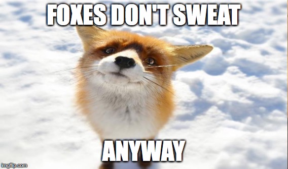 FOXES DON'T SWEAT ANYWAY | made w/ Imgflip meme maker