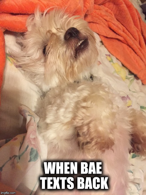 WHEN BAE TEXTS BACK | image tagged in memes | made w/ Imgflip meme maker