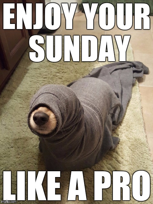Sunday Ops | ENJOY YOUR SUNDAY; LIKE A PRO | image tagged in sunday,enjoy,funny,memes,dog | made w/ Imgflip meme maker