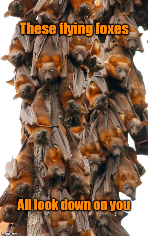 And you should be ashamed of yourself. | These flying foxes; All look down on you | image tagged in flying fox,bats,fruit bats,big red bats,meme,funny memes | made w/ Imgflip meme maker
