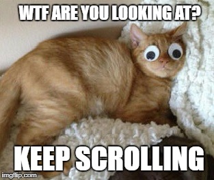 WTF ARE YOU LOOKING AT? KEEP SCROLLING | image tagged in cats | made w/ Imgflip meme maker