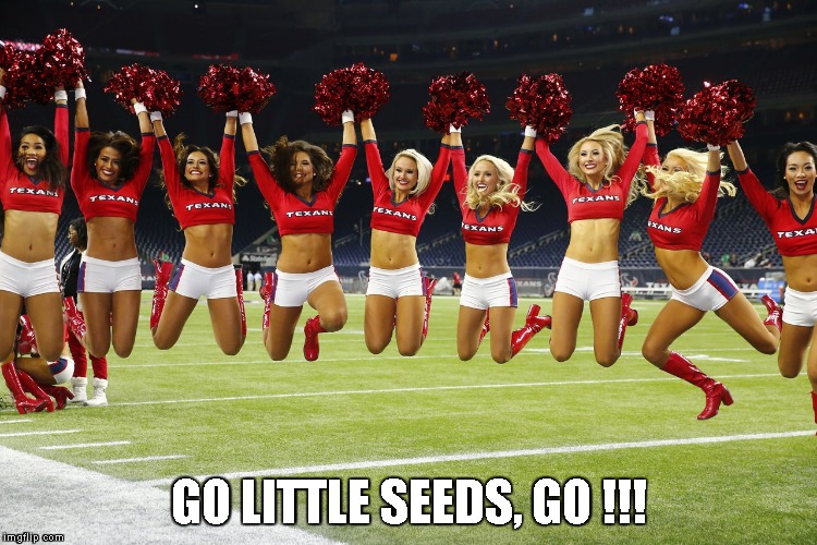 Cheerleaders | GO LITTLE SEEDS, GO !!! | image tagged in cheerleaders | made w/ Imgflip meme maker