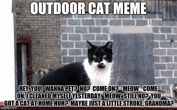 OUTDOOR CAT MEME HEY, YOU!  WANNA PET?  NO?  COME ON?  *MEOW*  COME ON, I CLEANED MYSELF YESTERDAY, *MEOW* STILL NO?  YOU GOT A CAT AT HOME  | made w/ Imgflip meme maker