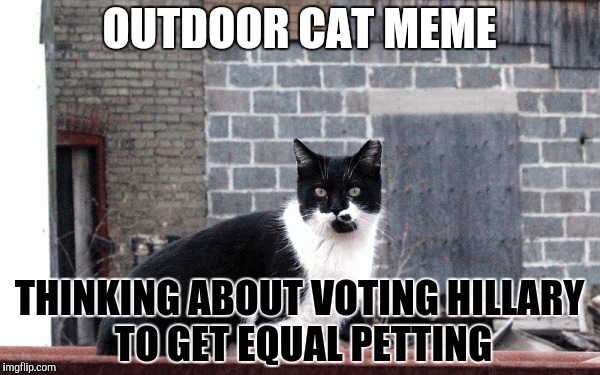 OUTDOOR CAT MEME THINKING ABOUT VOTING HILLARY TO GET EQUAL PETTING | made w/ Imgflip meme maker