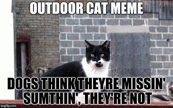 OUTDOOR CAT MEME DOGS THINK THEYRE MISSIN' SUMTHIN', THEY'RE NOT | made w/ Imgflip meme maker