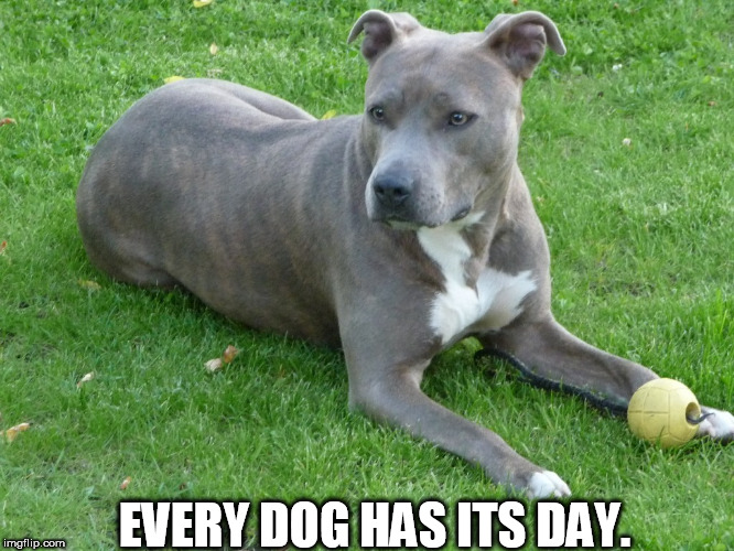 EVERY DOG HAS ITS DAY. | made w/ Imgflip meme maker