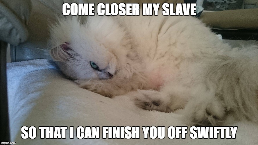 Killer cat | COME CLOSER MY SLAVE; SO THAT I CAN FINISH YOU OFF SWIFTLY | image tagged in sonya | made w/ Imgflip meme maker