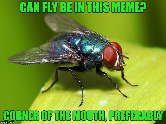 CAN FLY BE IN THIS MEME? CORNER OF THE MOUTH, PREFERABLY | made w/ Imgflip meme maker