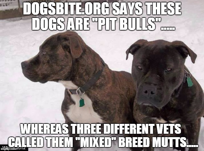 DOGSBITE.ORG SAYS THESE DOGS ARE "PIT BULLS"..... WHEREAS THREE DIFFERENT VETS  CALLED THEM "MIXED" BREED MUTTS..... | made w/ Imgflip meme maker