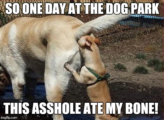 SO ONE DAY AT THE DOG PARK; THIS ASSHOLE ATE MY BONE! | image tagged in funny animals,funny memes | made w/ Imgflip meme maker