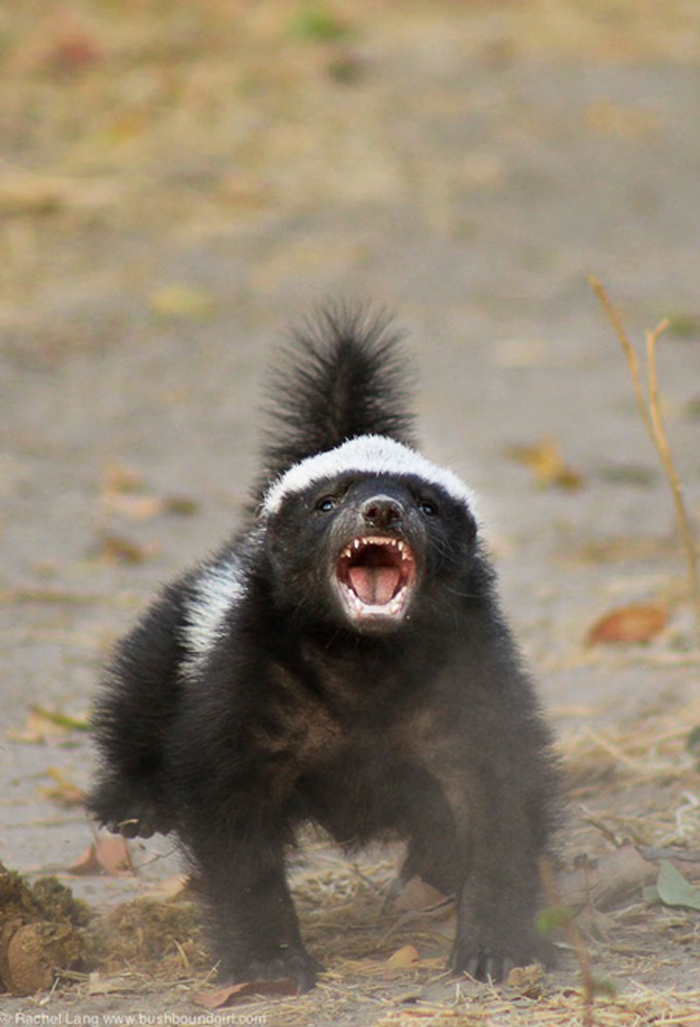 Honey Badger Blank Meme Template