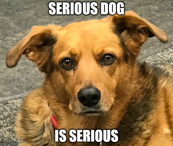 Serious Dog is Serious | SERIOUS DOG; IS SERIOUS | image tagged in dogs,funny dogs | made w/ Imgflip meme maker