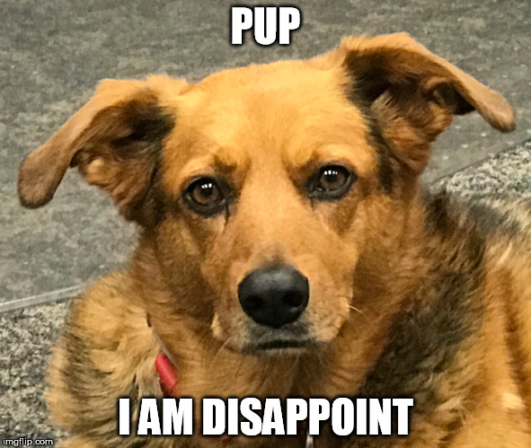 Pup I Am Disappoint | PUP; I AM DISAPPOINT | image tagged in dogs,dad joke dog,funny dogs | made w/ Imgflip meme maker